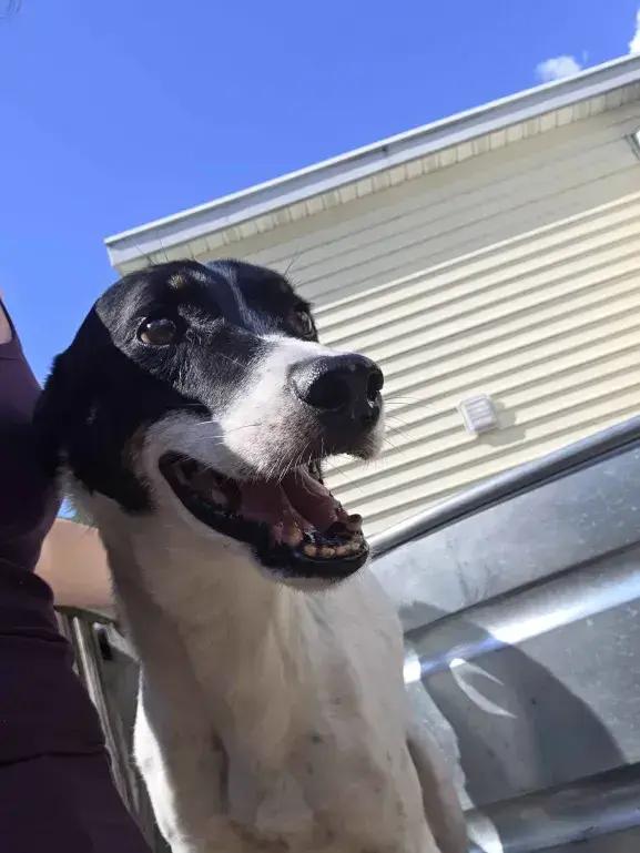 Flacko, a Adoptable mixed breed in Grand Rapids, MI image 2/5
