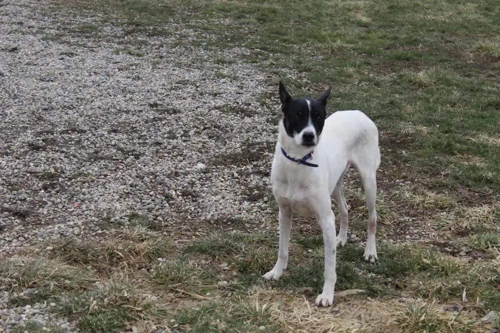 Enlarge Flacko, a Adoptable mixed breed in Grand Rapids, MI image 3/6