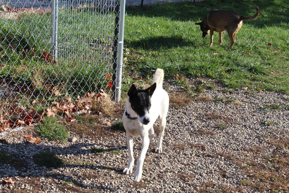 Enlarge Flacko, a Adoptable mixed breed in Grand Rapids, MI image 5/6