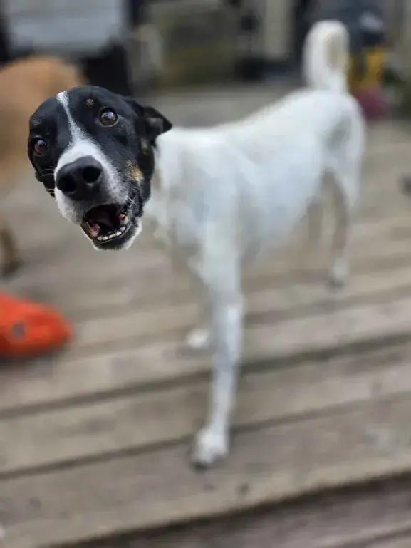 Flacko, a Adoptable mixed breed in Grand Rapids, MI image 4/6