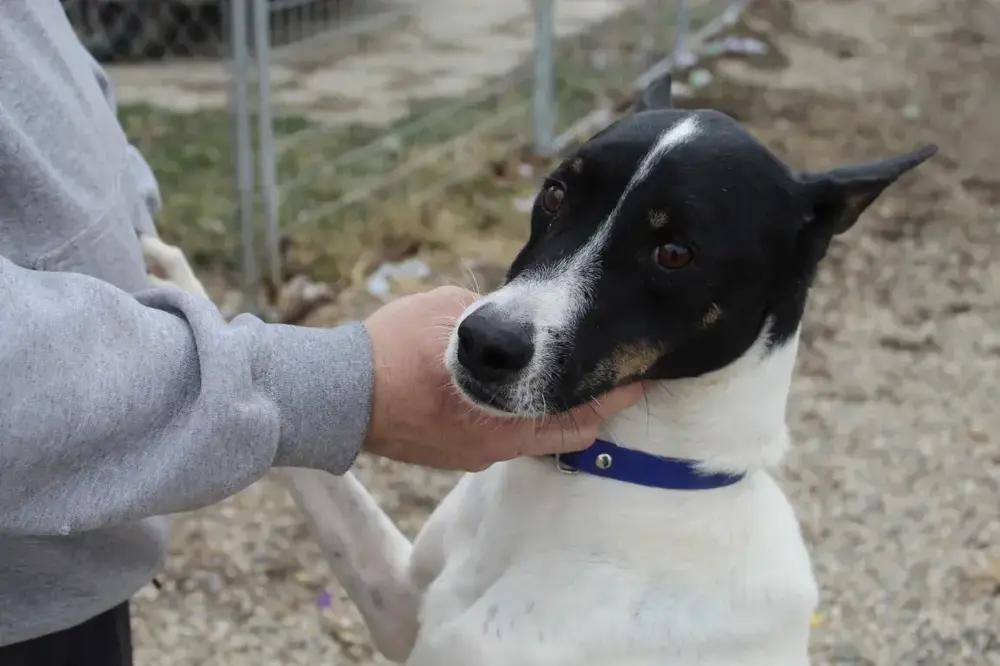 Enlarge Flacko, a Adoptable mixed breed in Grand Rapids, MI image 4/6