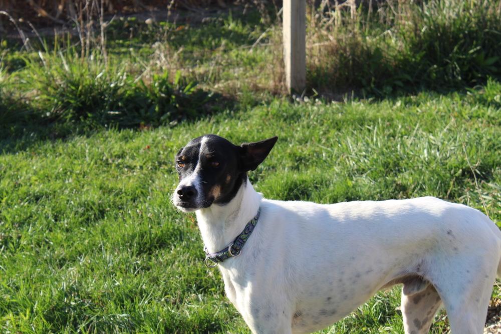 Enlarge Flacko, a Adoptable mixed breed in Grand Rapids, MI image 6/6