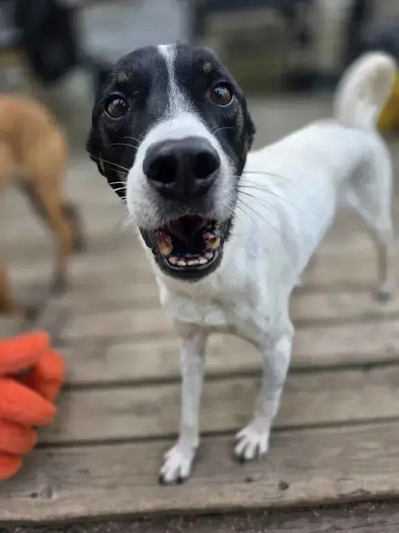 Flacko, a Adoptable mixed breed in Grand Rapids, MI image 5/6