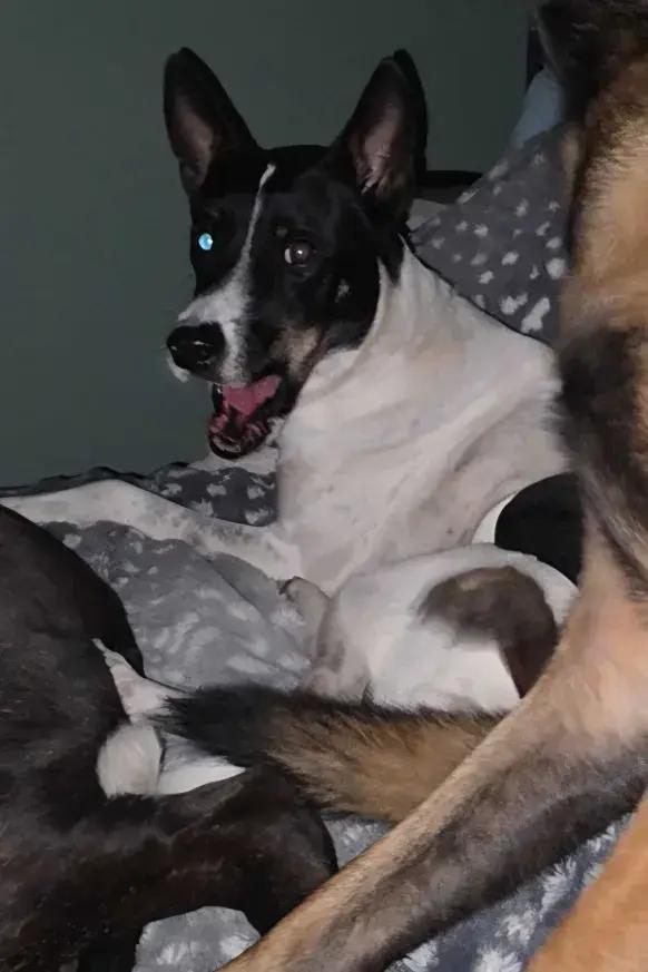 Flacko, a Adoptable mixed breed in Grand Rapids, MI image 3/5