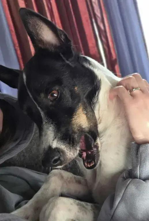 Enlarge Flacko, a Adoptable mixed breed in Grand Rapids, MI image 3/5