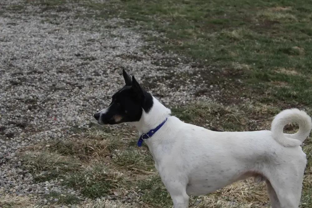 Enlarge Flacko, a Adoptable mixed breed in Grand Rapids, MI image 5/6