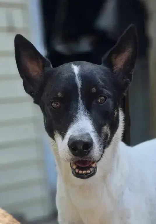 Enlarge Flacko, a Adoptable mixed breed in Grand Rapids, MI image 4/5