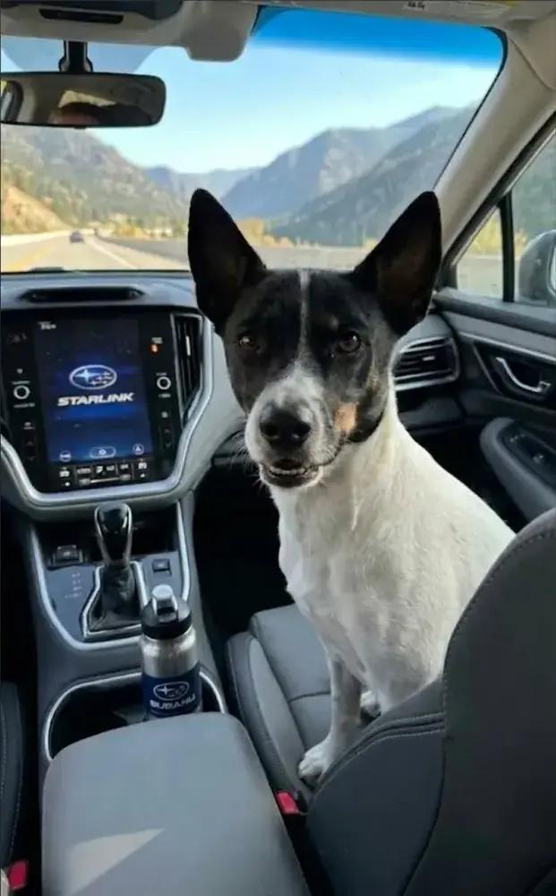 Enlarge Flacko, a Adoptable mixed breed in Grand Rapids, MI image 5/5