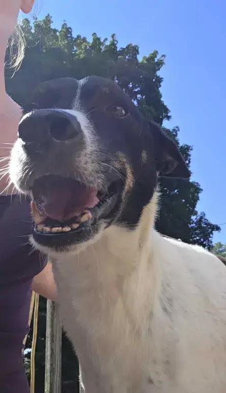 Flacko, a Adoptable mixed breed in Grand Rapids, MI image 5/5