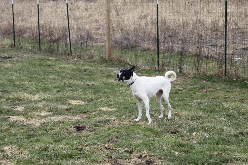 Flacko, Adoptable, Adult Male Mixed Breed.