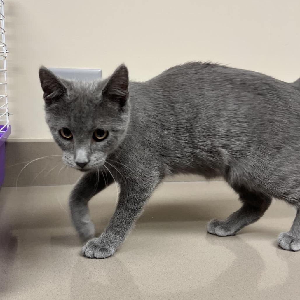 Stiles, Adoptable, Young Male Domestic Short Hair.