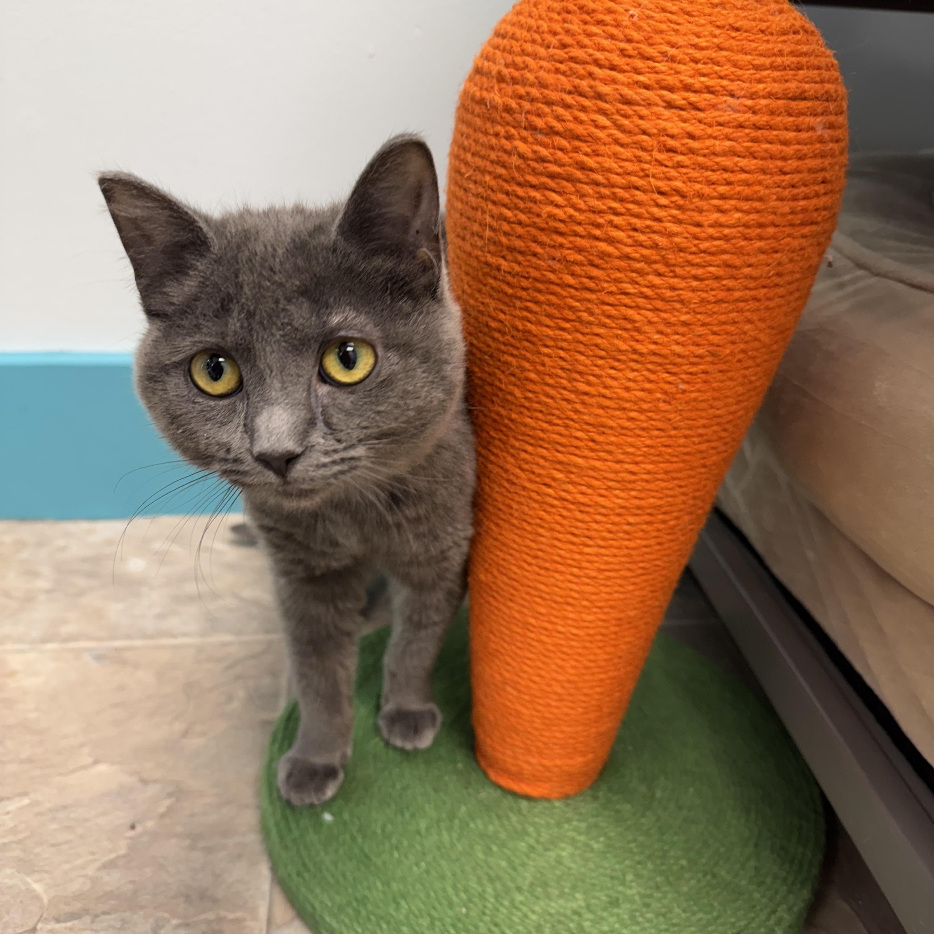Rylee, Adoptable, Kitten Female Domestic Short Hair.