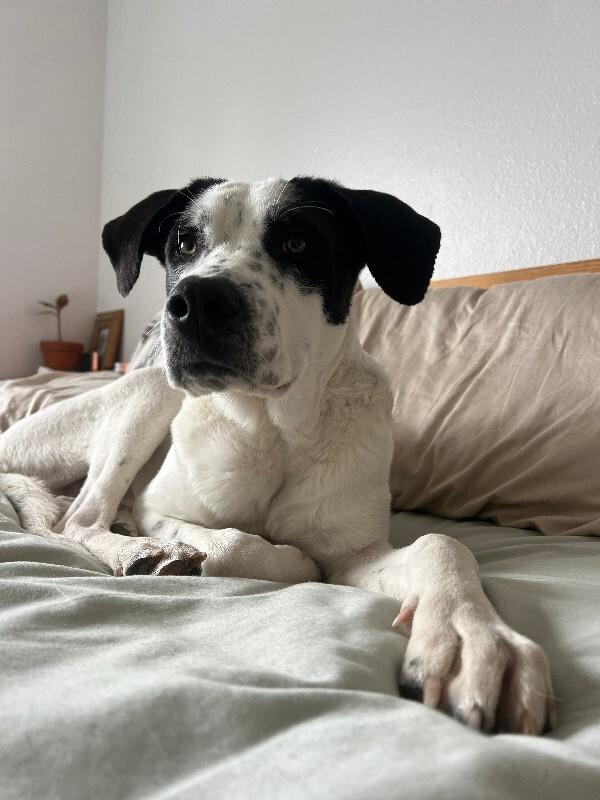 Buck, a Adoptable mixed breed in Fort Collins, CO image 2/6