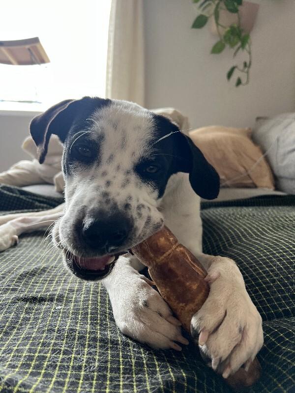 Buck, a Adoptable mixed breed in Fort Collins, CO image 3/6