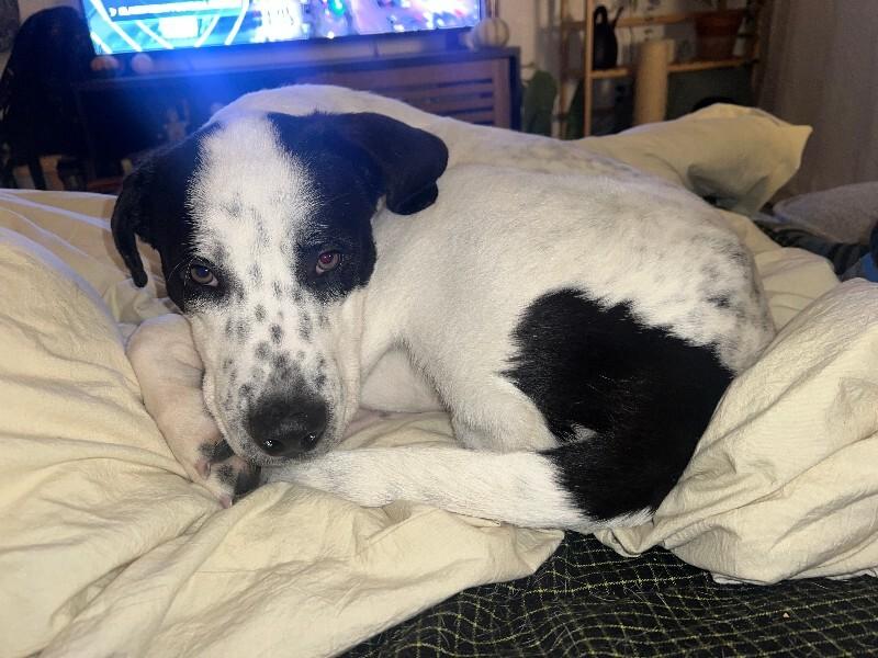 Buck, a Adoptable mixed breed in Fort Collins, CO image 4/6