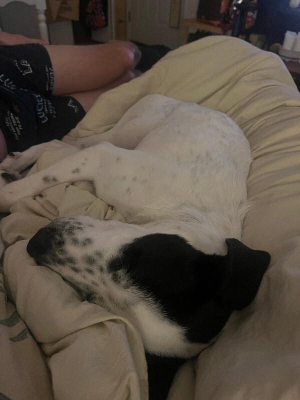 Buck, a Adoptable mixed breed in Fort Collins, CO image 6/6