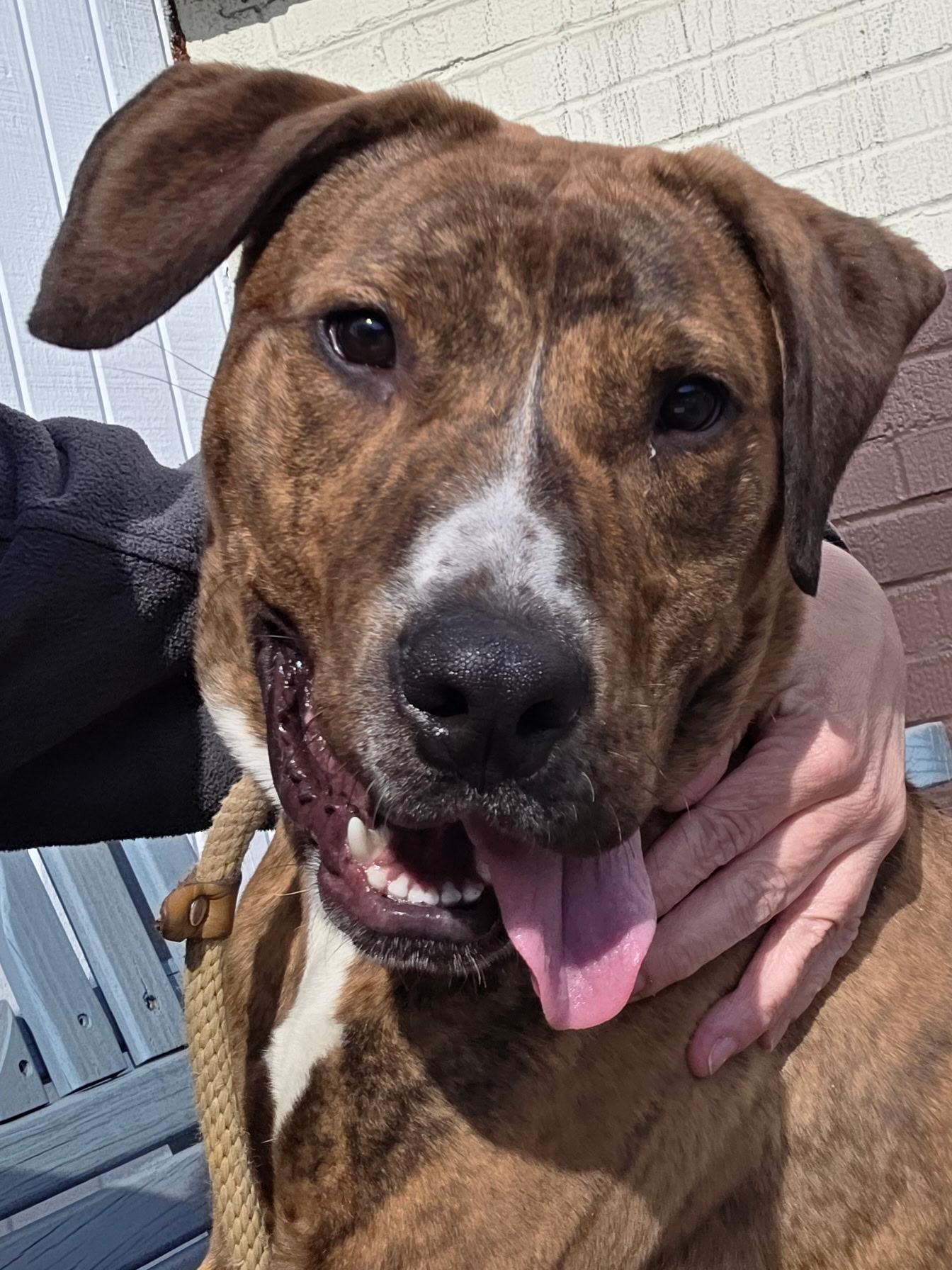 Enlarge Speedy , a ADOPTABLE mixed breed in McKeesport, PA image 1/6