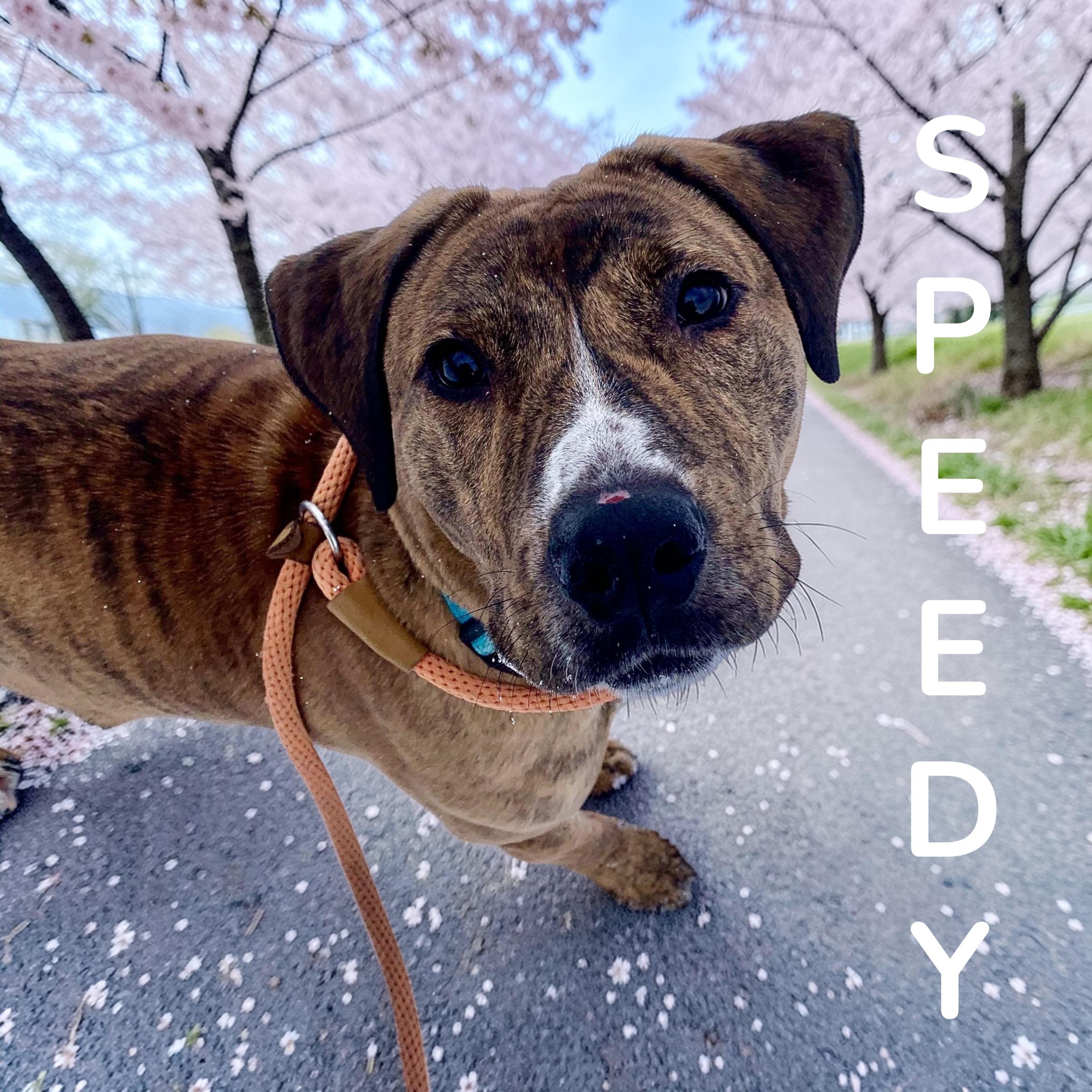 Enlarge Speedy , an adopted mixed breed in McKeesport, PA image 1/6