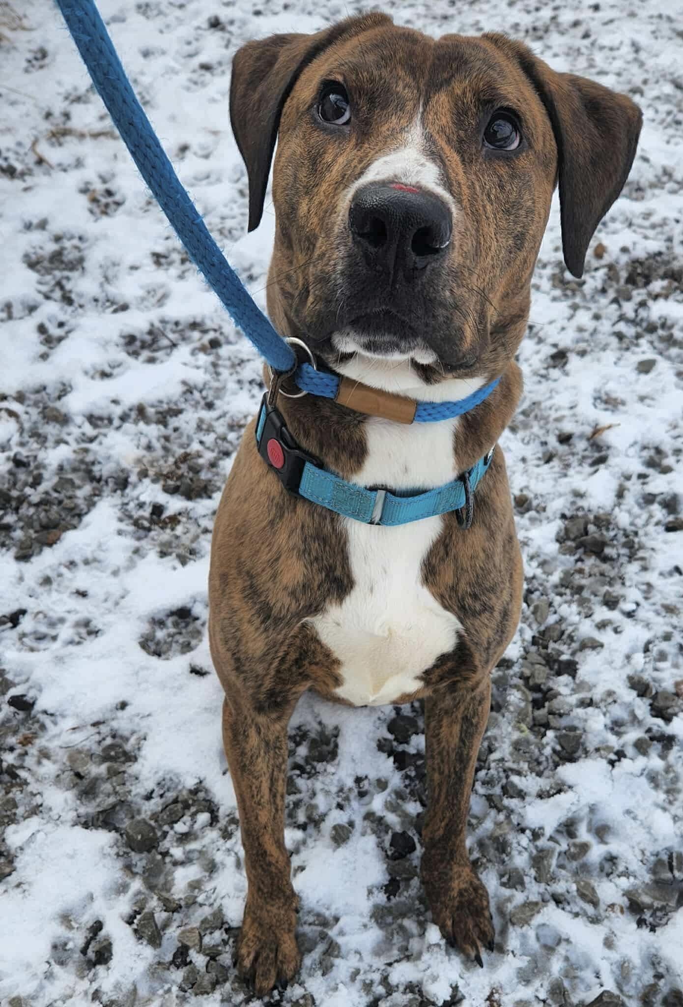 Enlarge Speedy , a ADOPTABLE Mixed Breed in McKeesport, PA image 1/3