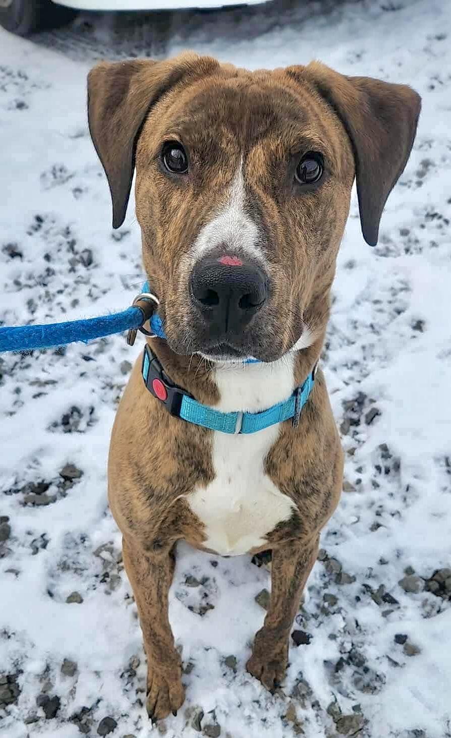 Enlarge Speedy , a ADOPTABLE Mixed Breed in McKeesport, PA image 2/3