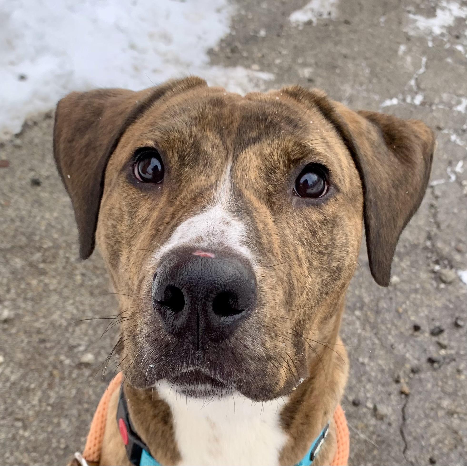 Speedy , a ADOPTABLE Mixed Breed in McKeesport, PA image 3/5