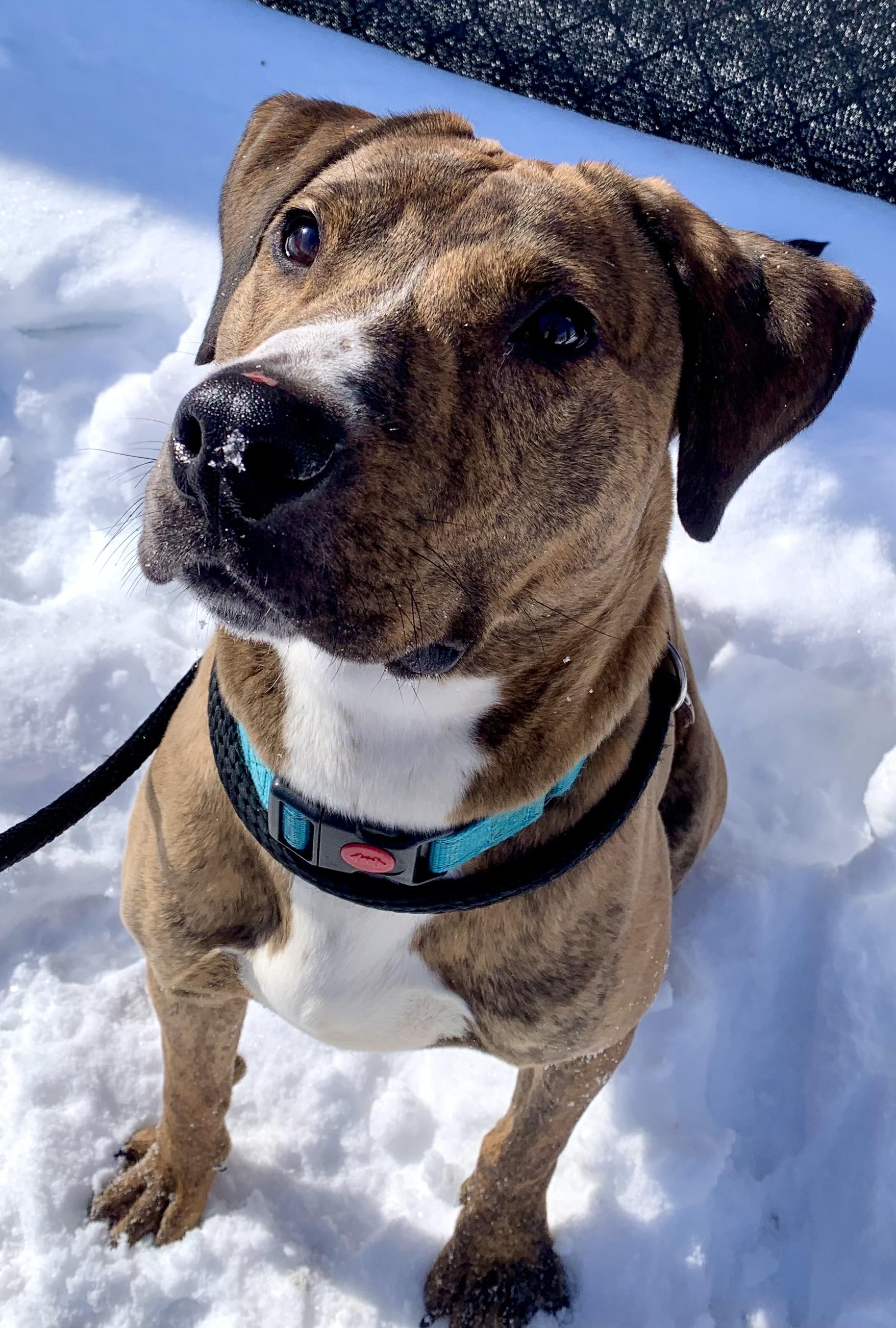 Speedy , a ADOPTABLE Mixed Breed in McKeesport, PA image 1/5