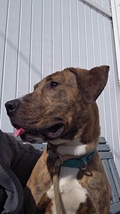 Enlarge Speedy , a ADOPTABLE mixed breed in McKeesport, PA video 6/6