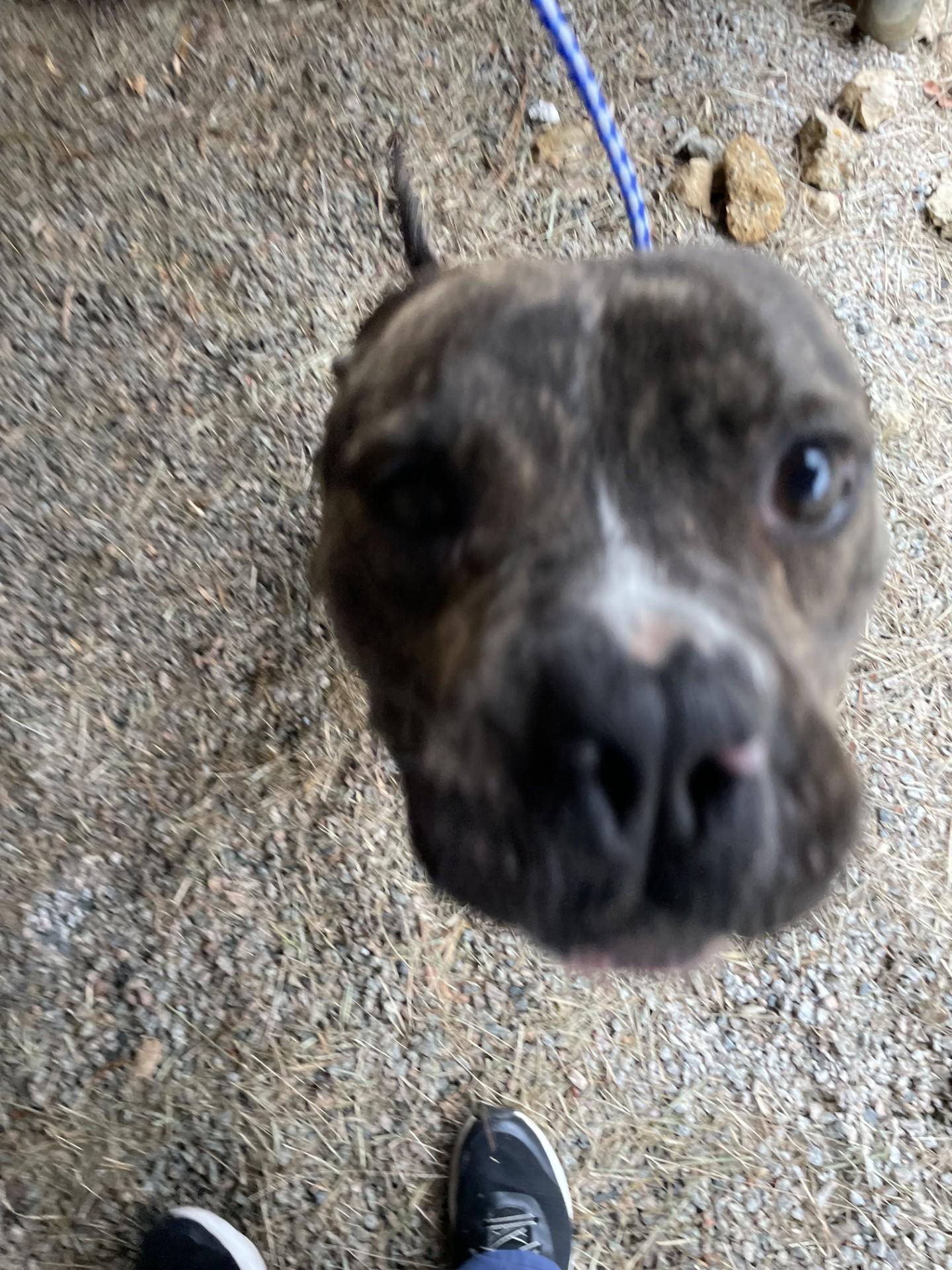 Steve119609(Rescue Only), ADOPTABLE, Adult Male Pit Bull Terrier.