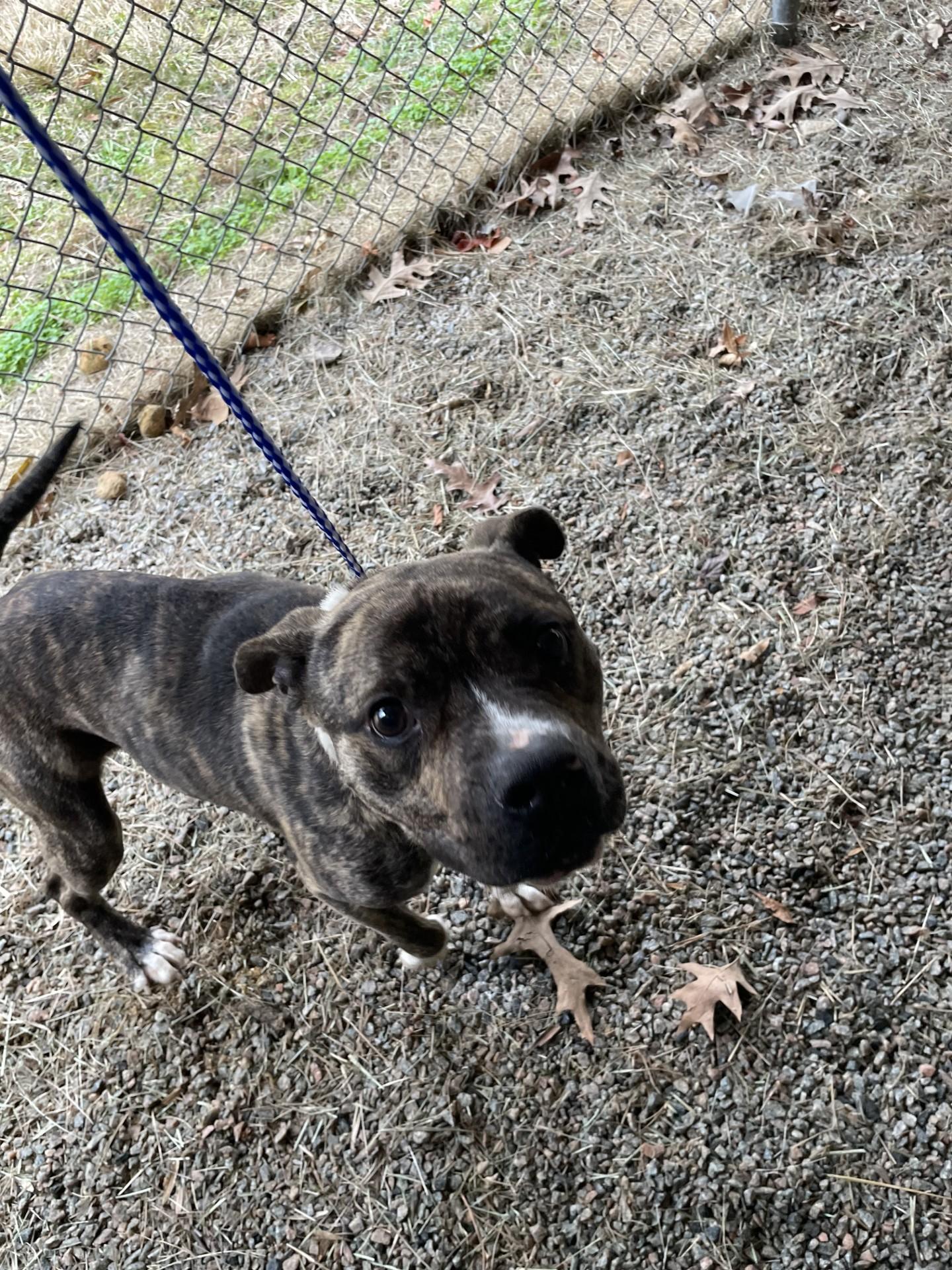 Enlarge Steve119609(Rescue Only), a ADOPTABLE mixed breed in Rocky Mount, NC image 2/2