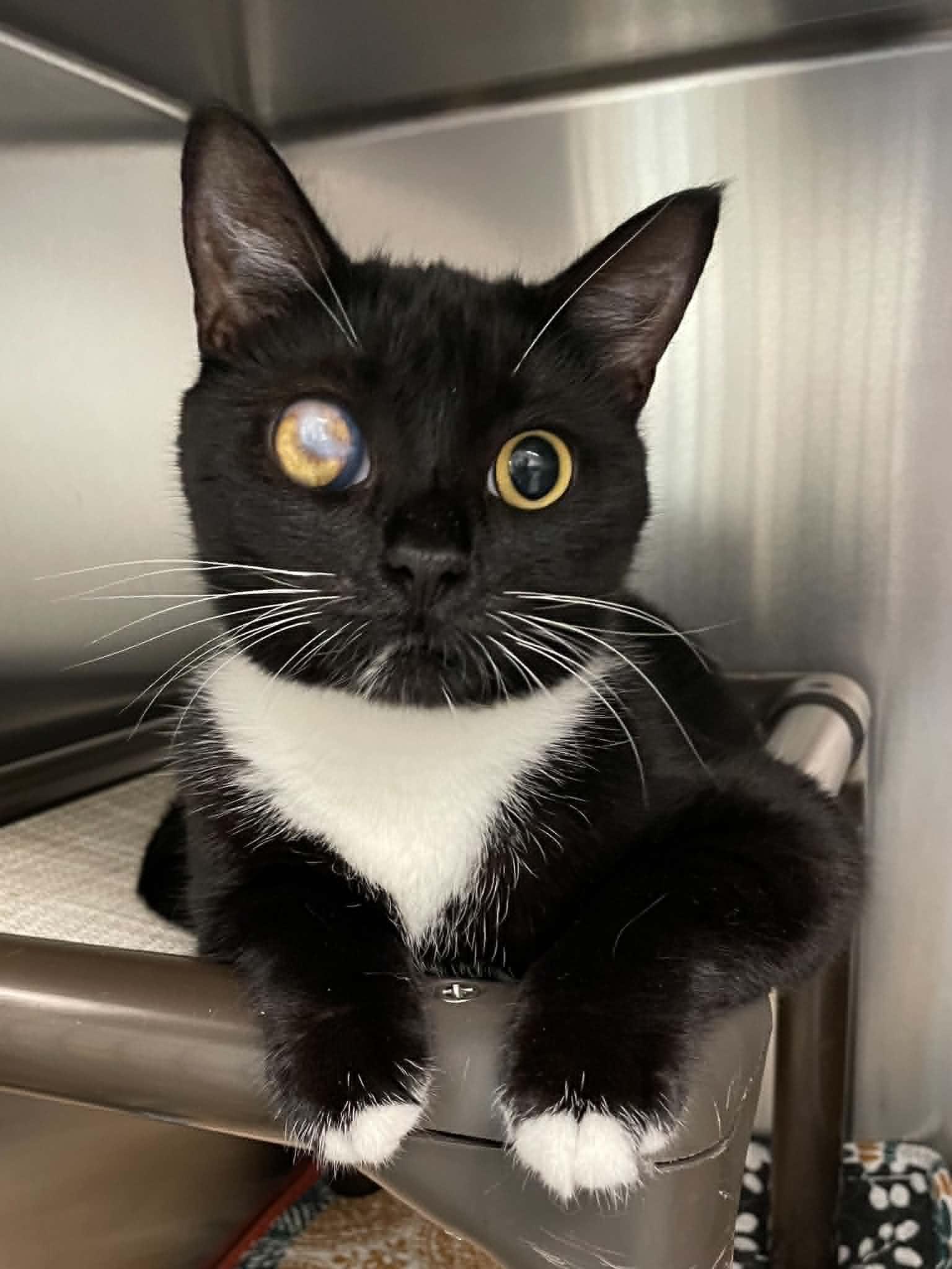 Layla, Adoptable, Adult Female Domestic Short Hair.