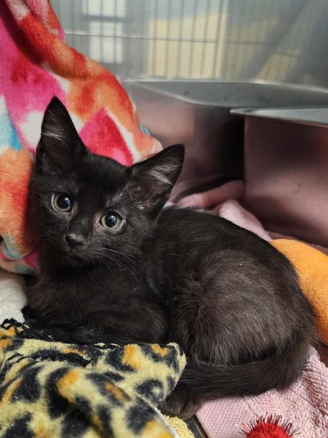 Enlarge CORAL, a Adoptable Domestic Short Hair in Clyde, NC image 1/1