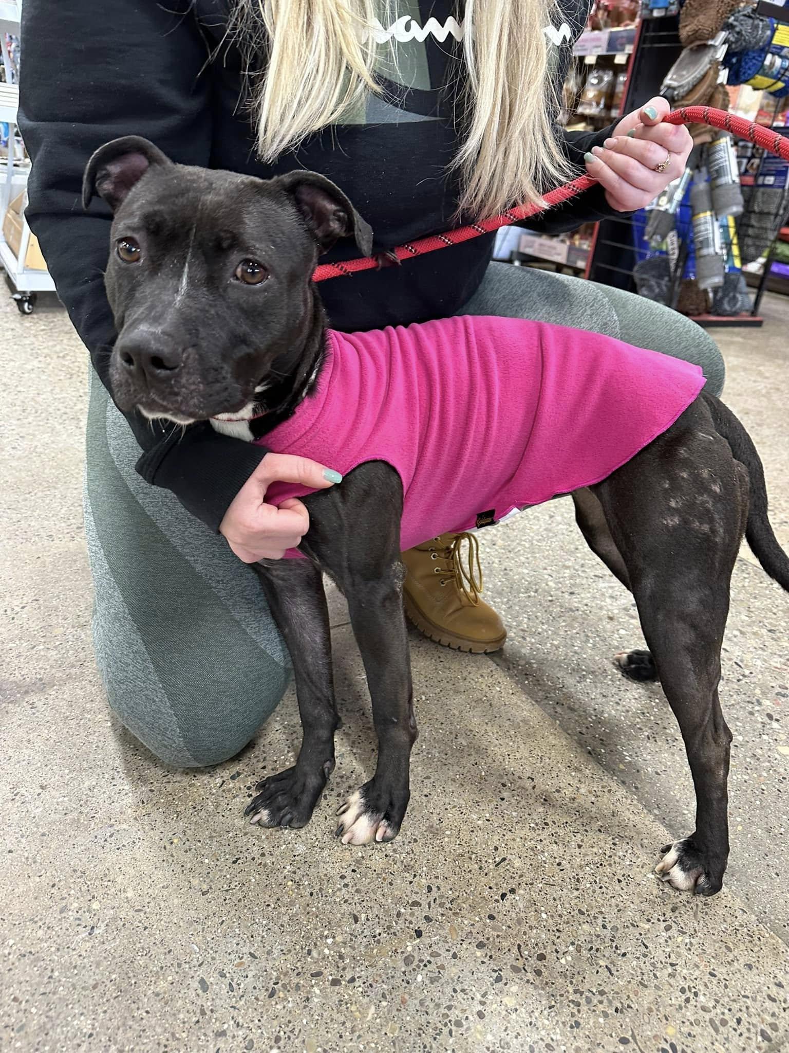 WILLOW- Needs a foster/forever home!, an adoptable Terrier in Birmingham, MI, 48012 | Photo Image 2