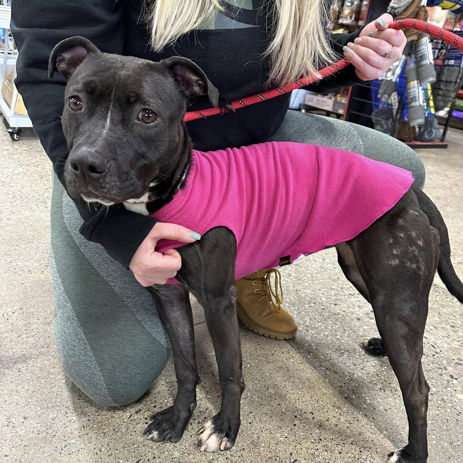 WILLOW- Needs a foster/forever home!, a Adoptable mixed breed in Birmingham, MI image 3/6