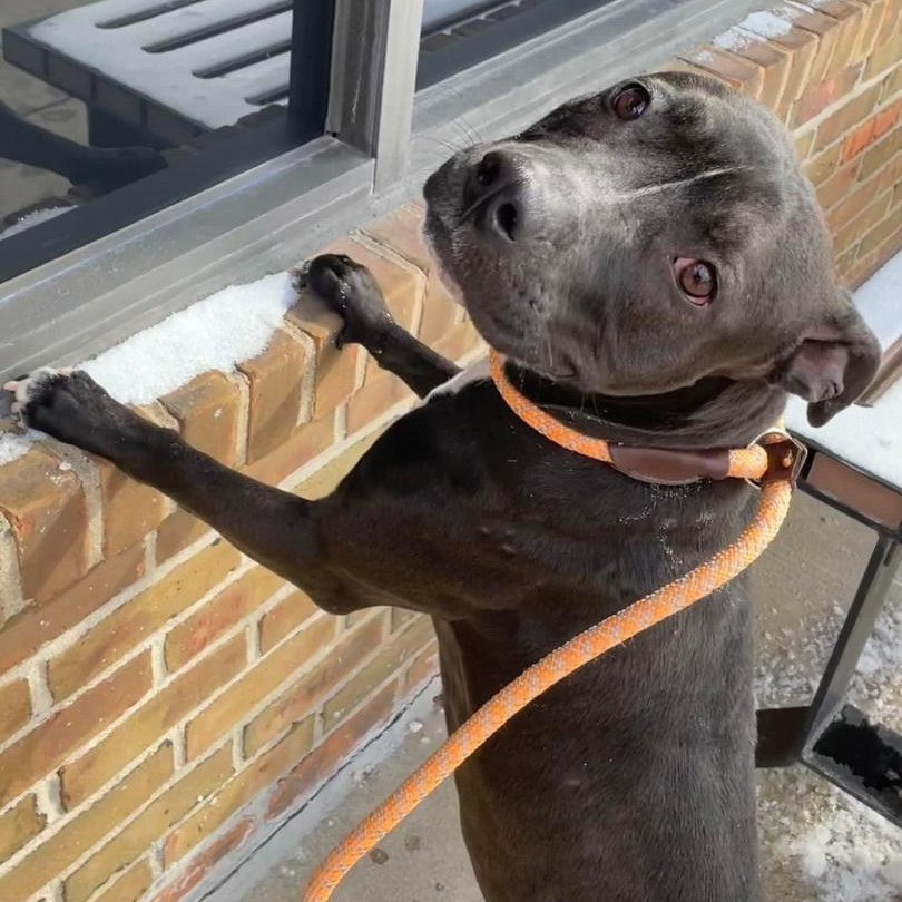 WILLOW- Needs a foster/forever home! — thumbnail 2