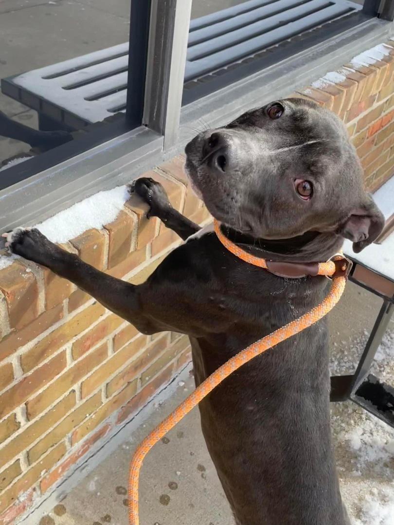 WILLOW- Needs a foster/forever home!, a Adoptable mixed breed in Birmingham, MI image 3/6