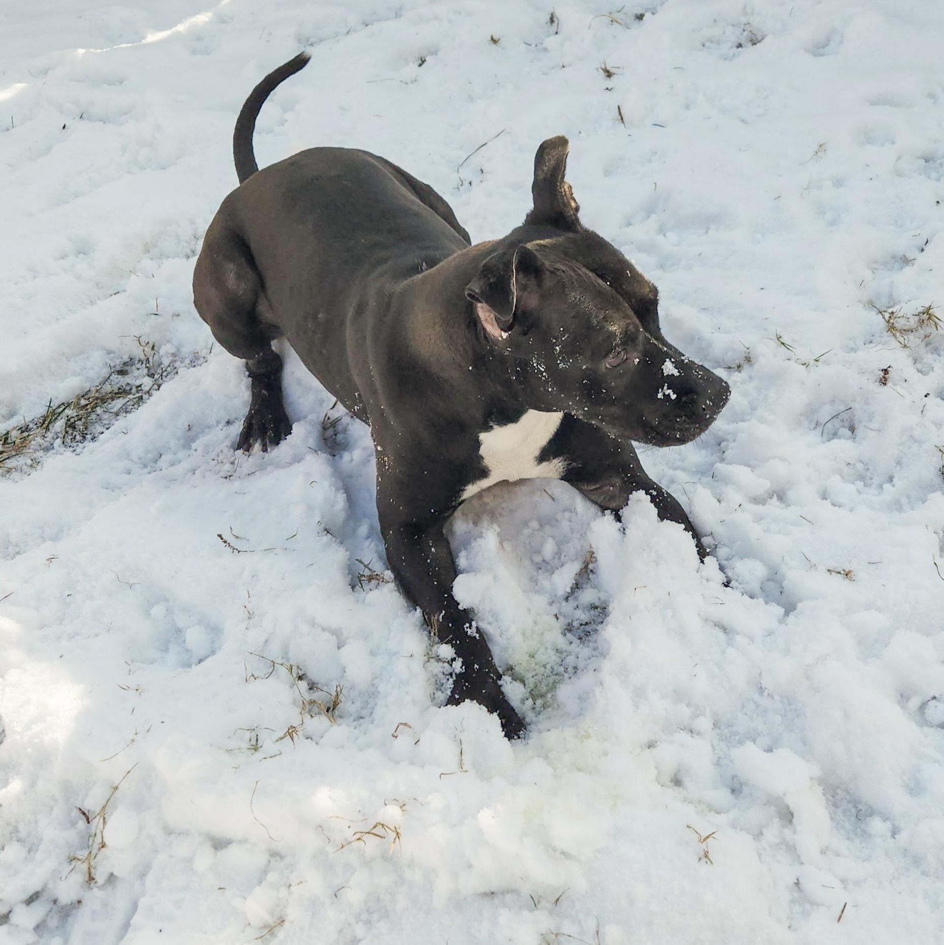 WILLOW- Needs a foster/forever home!, a Adoptable mixed breed in Birmingham, MI image 5/6