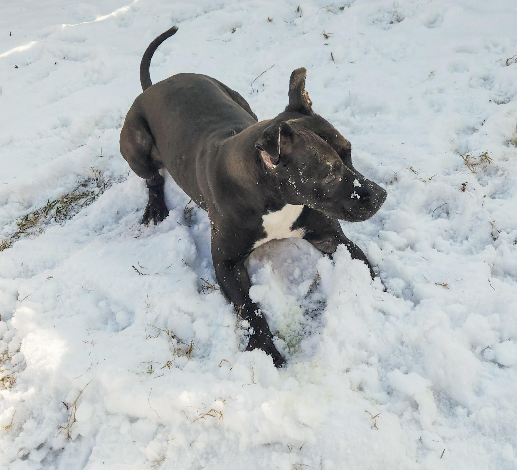 WILLOW- Needs a foster/forever home!, a Adoptable mixed breed in Birmingham, MI image 4/6