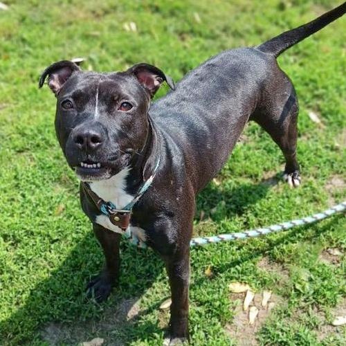 WILLOW- Needs a foster/forever home!, Adoptable, Adult Female Terrier.