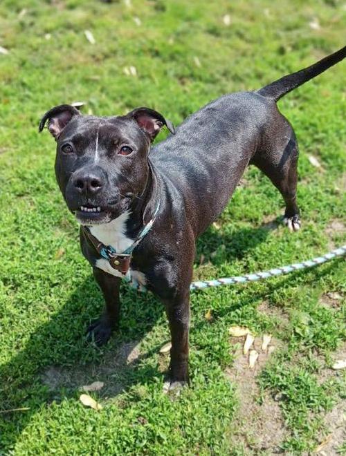 WILLOW- Needs a foster/forever home!, a Adoptable mixed breed in Birmingham, MI image 5/6