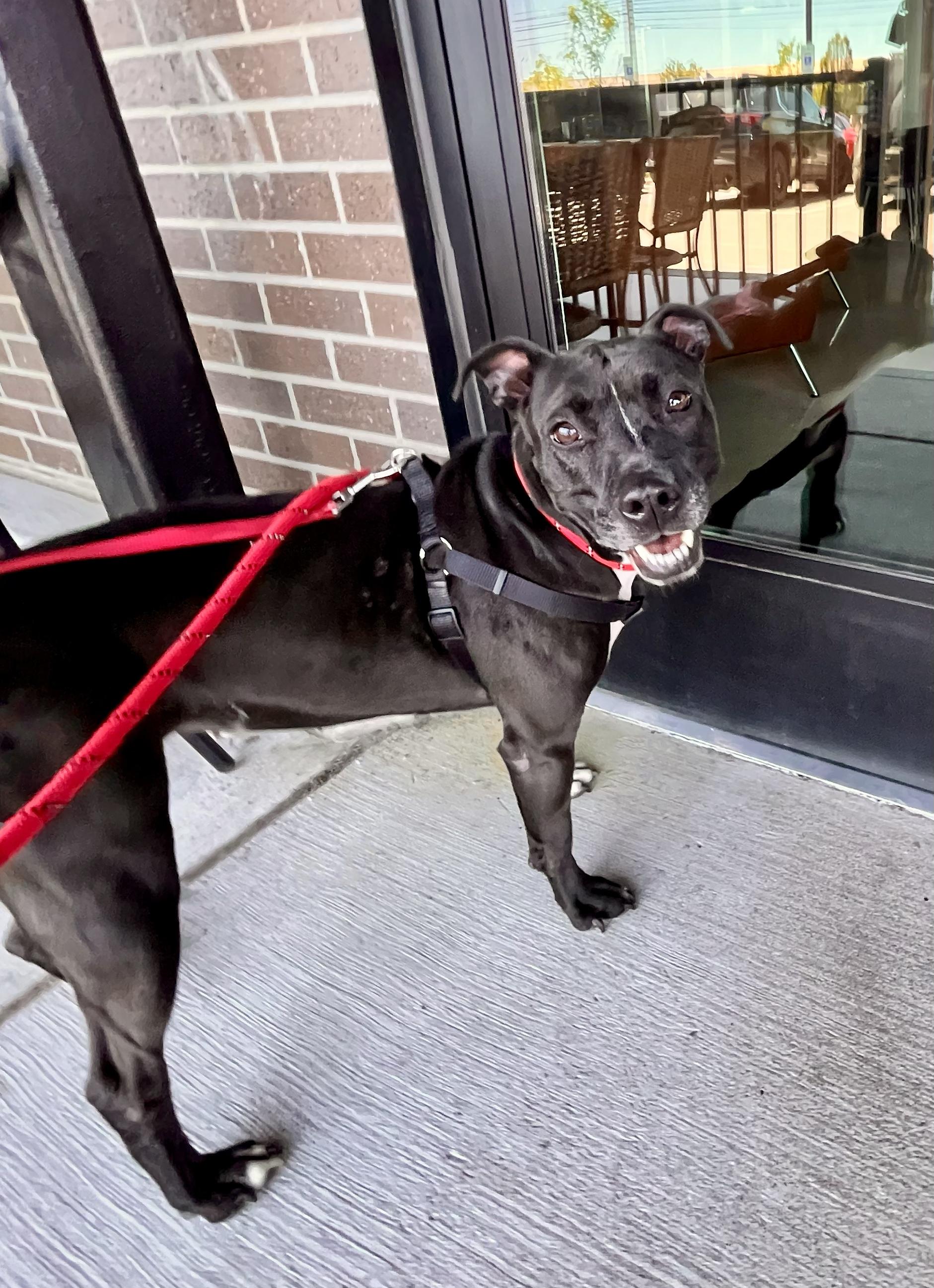 WILLOW- Needs a foster/forever home!, a Adoptable mixed breed in Birmingham, MI image 1/6