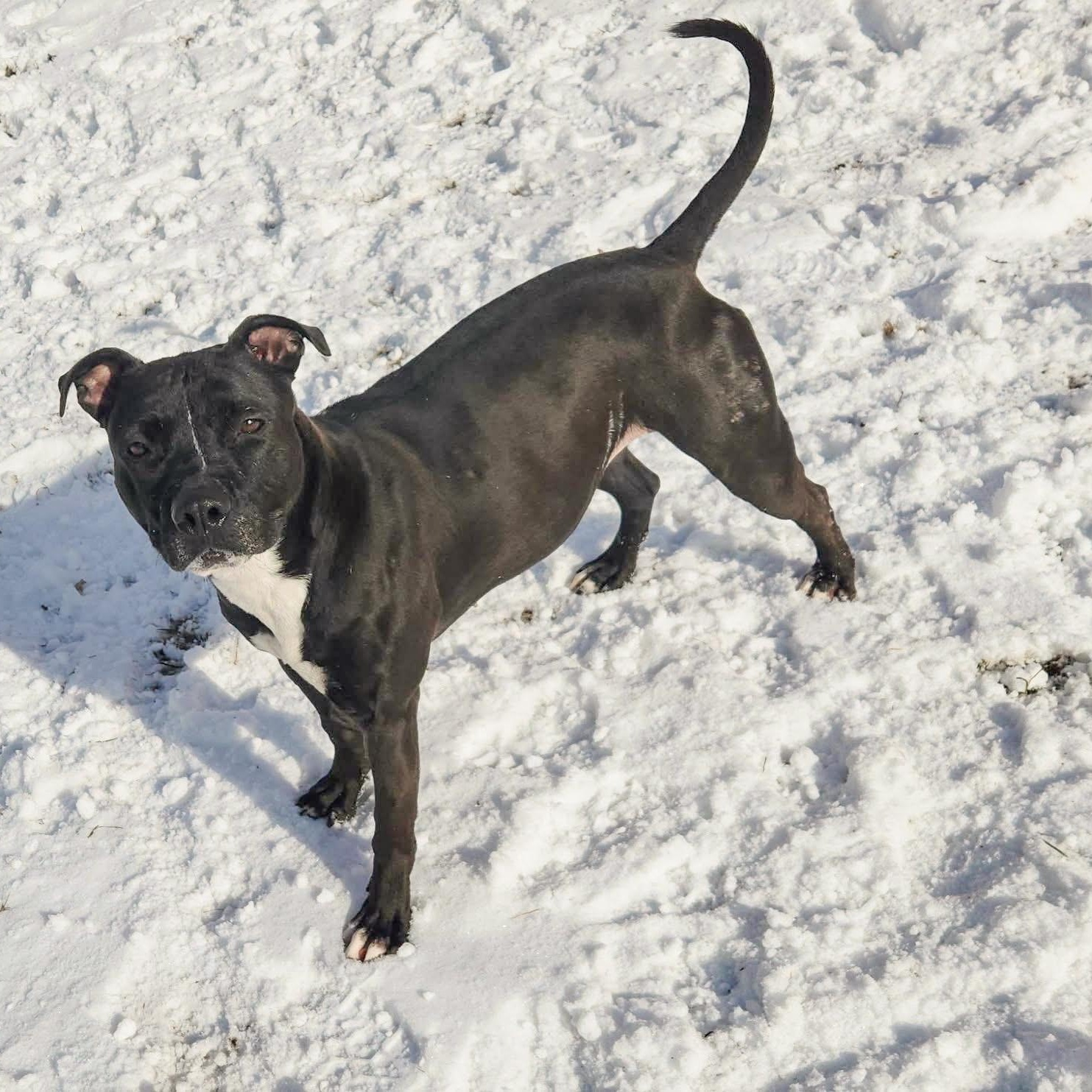 WILLOW- Needs a foster/forever home! — thumbnail 5