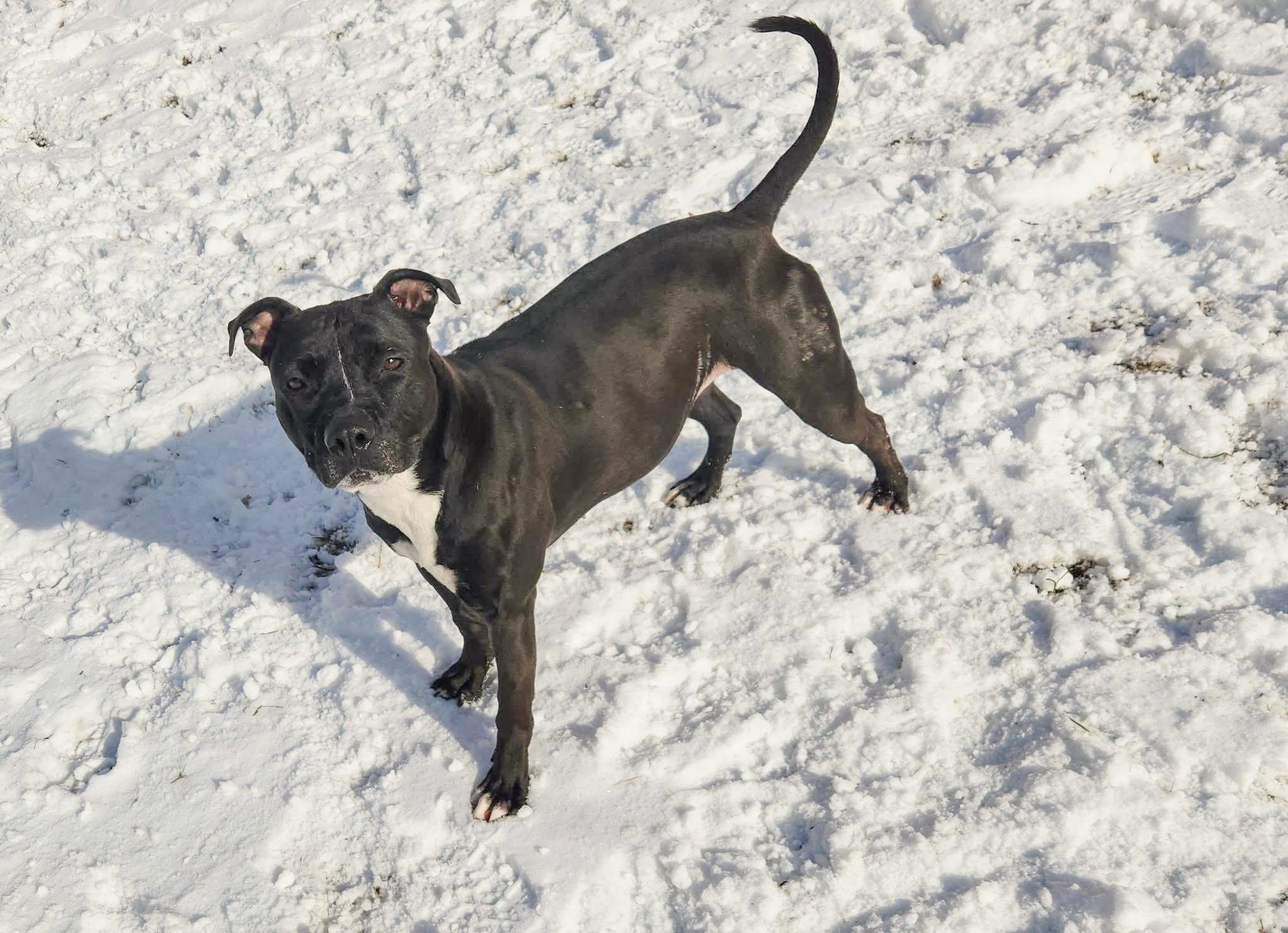 WILLOW- Needs a foster/forever home!, an adoptable Terrier in Birmingham, MI, 48012 | Photo Image 5