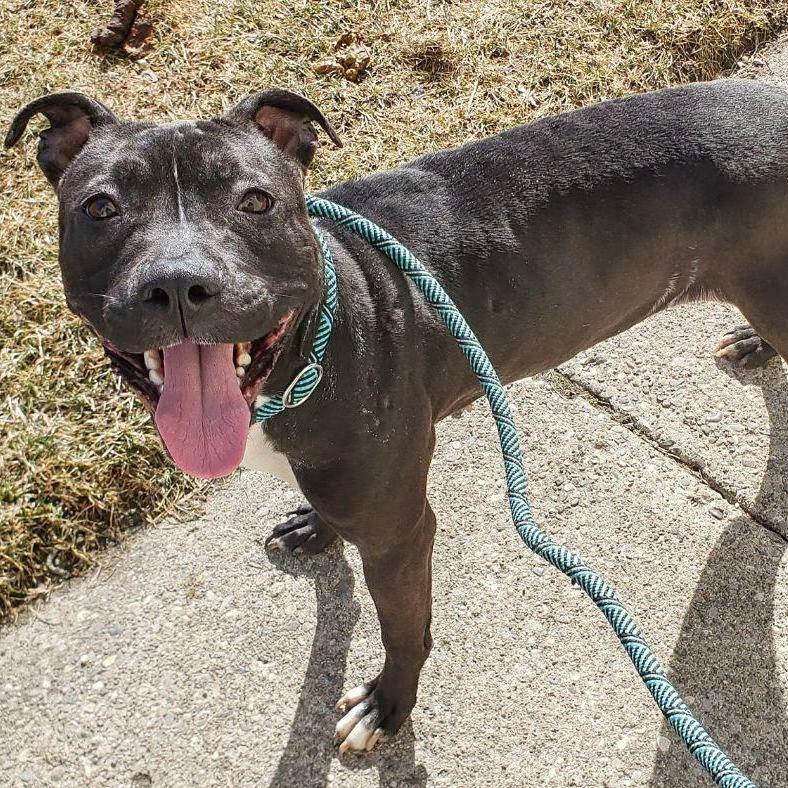 WILLOW- Needs a foster/forever home!, Adoptable, Adult Female Terrier.