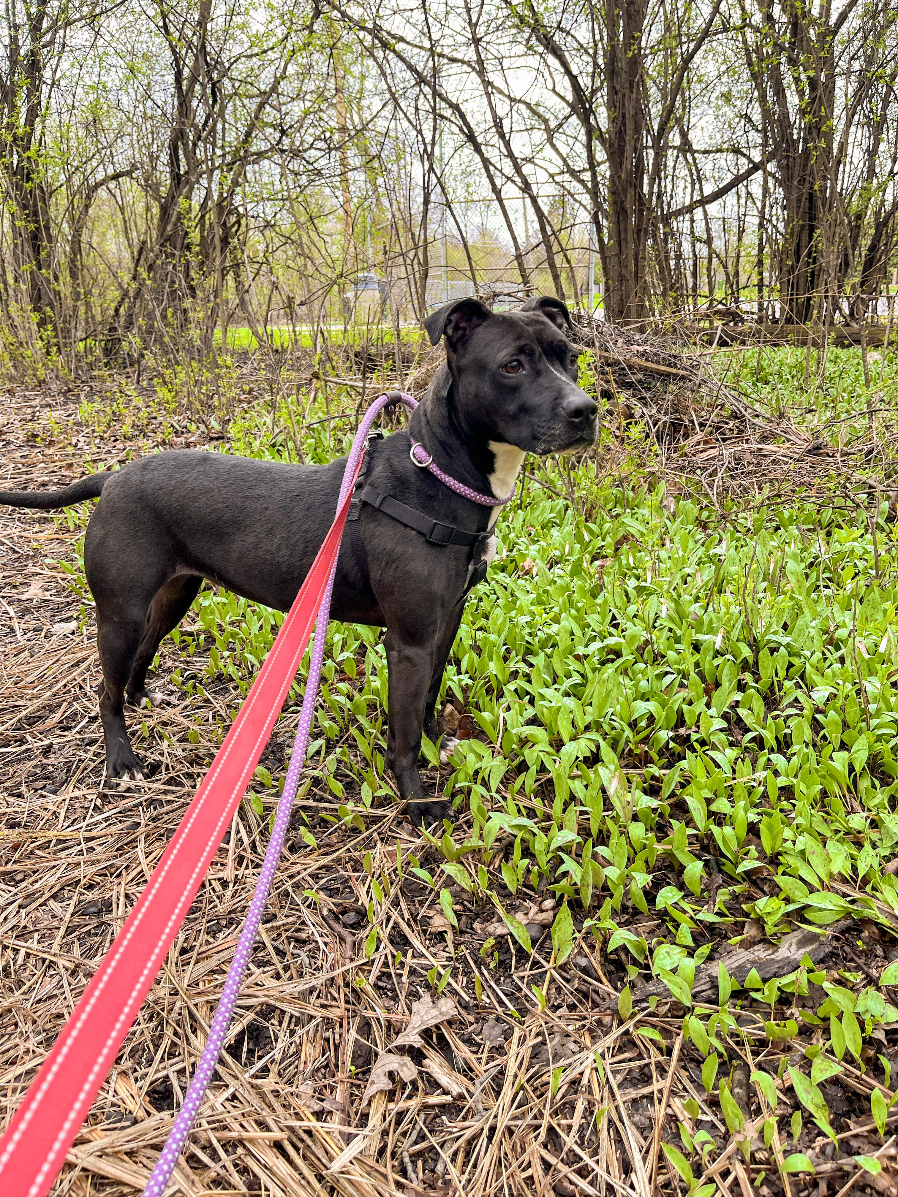 Enlarge WILLOW- Needs a foster/forever home!, a Adoptable mixed breed in Birmingham, MI image 6/6