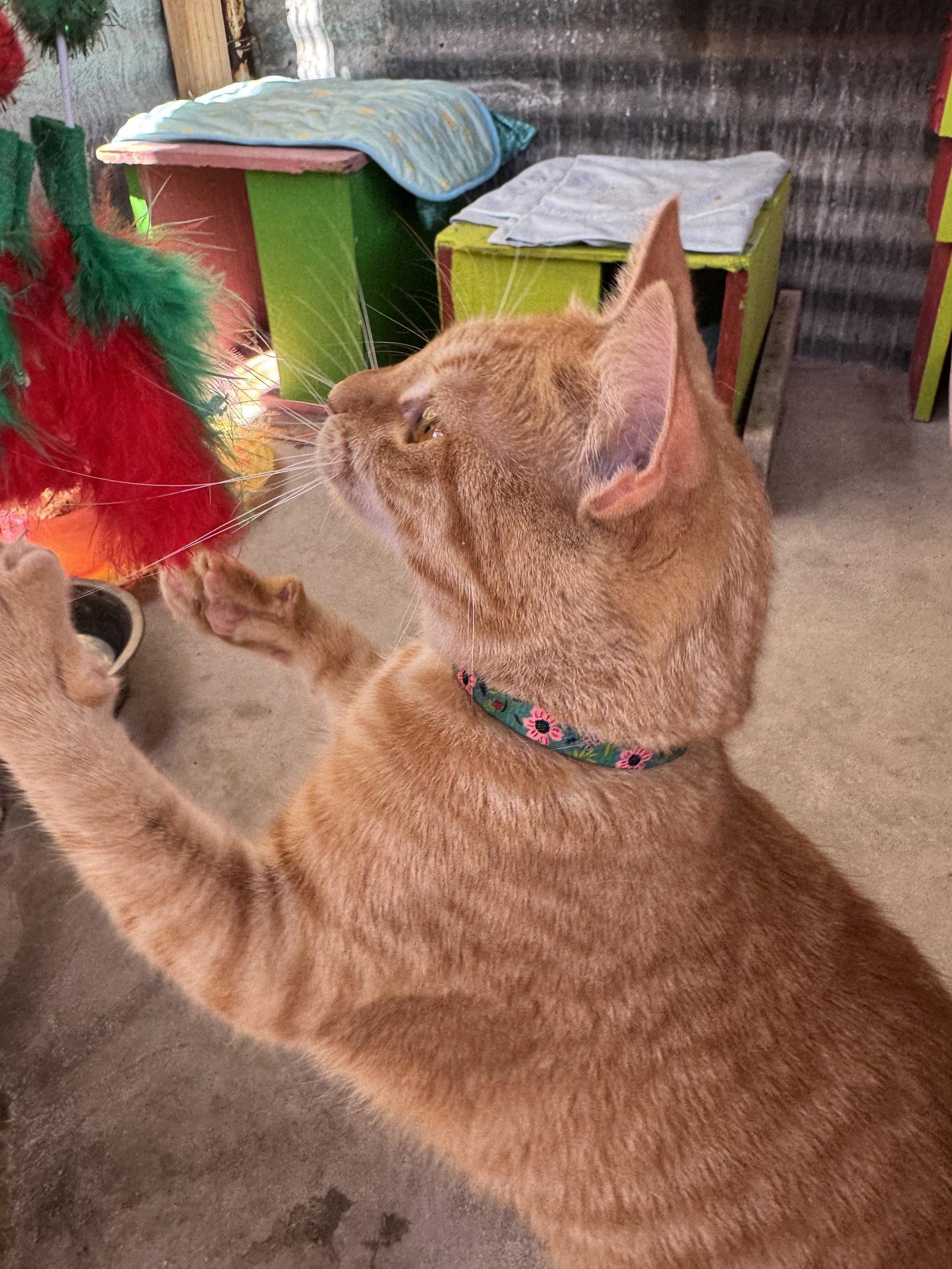 Pumpkin, an adopted Domestic Short Hair in Williamsburg, NM image 2/3