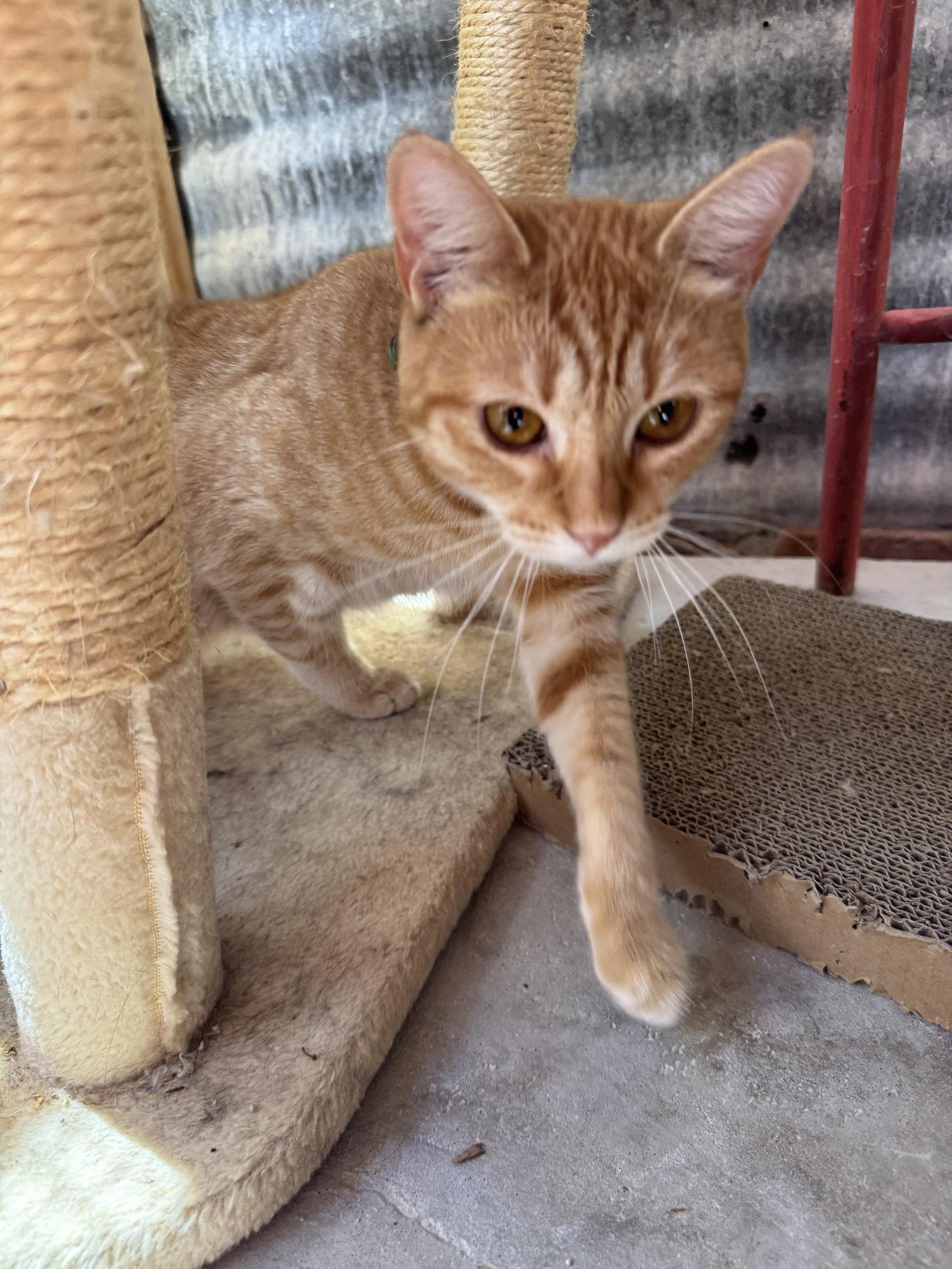 Pumpkin, an adopted Domestic Short Hair in Williamsburg, NM image 3/3