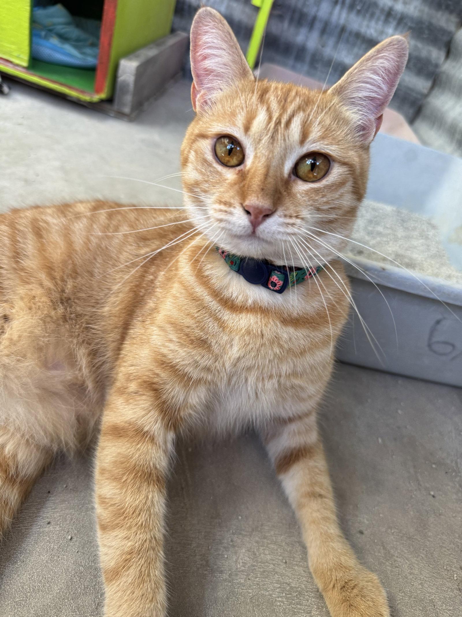 Pumpkin, an adopted Domestic Short Hair in Williamsburg, NM image 1/3