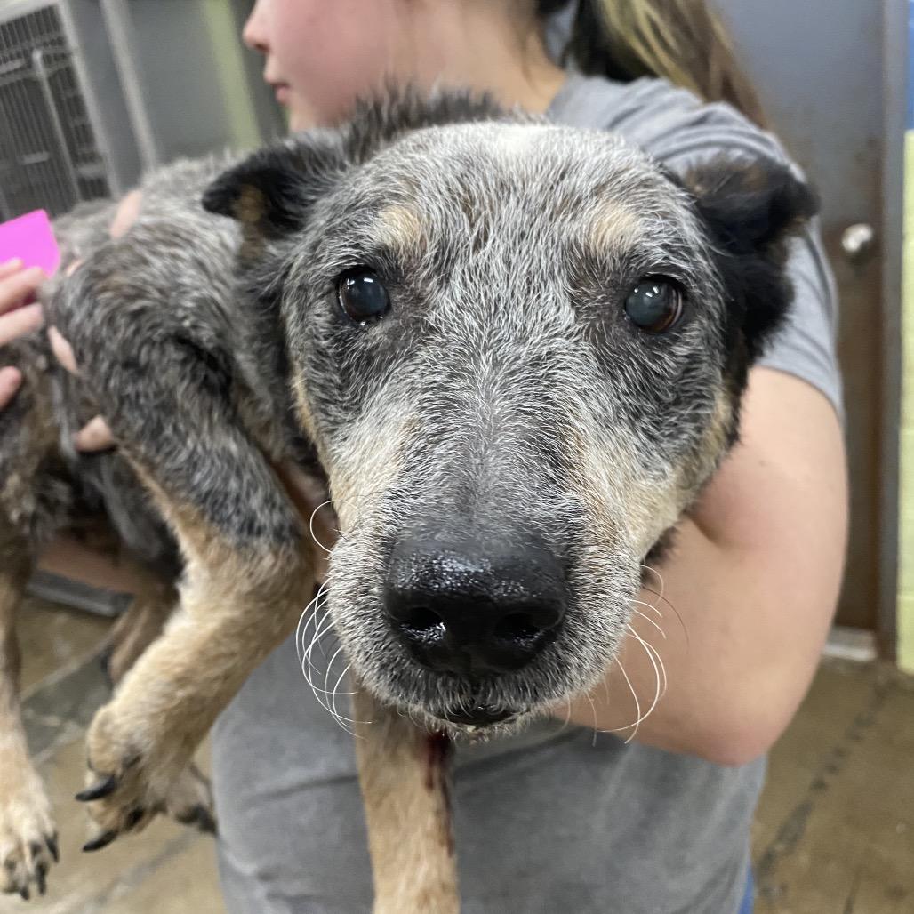 Enlarge Ethel, a Adoptable Australian Cattle Dog / Blue Heeler in Corbin, KY image 1/2