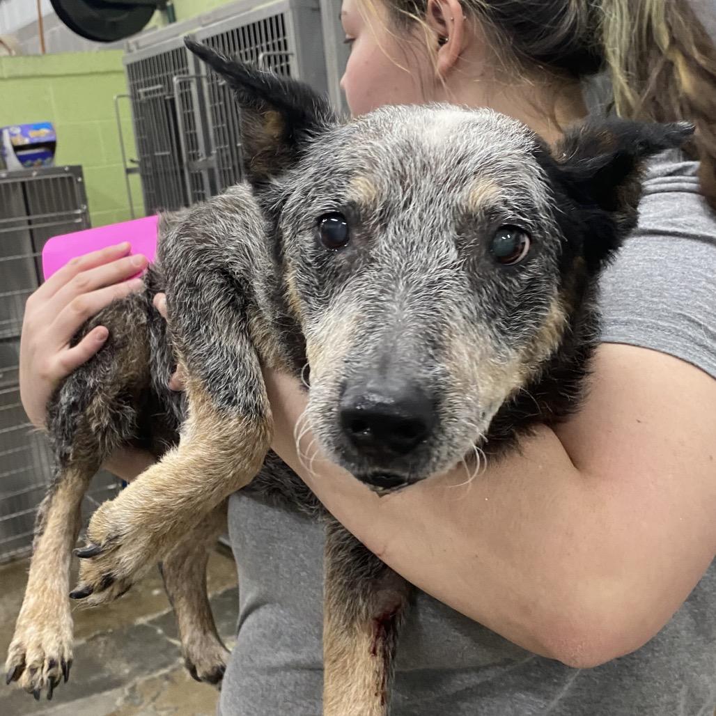 Enlarge Ethel, a Adoptable Australian Cattle Dog / Blue Heeler in Corbin, KY image 2/2