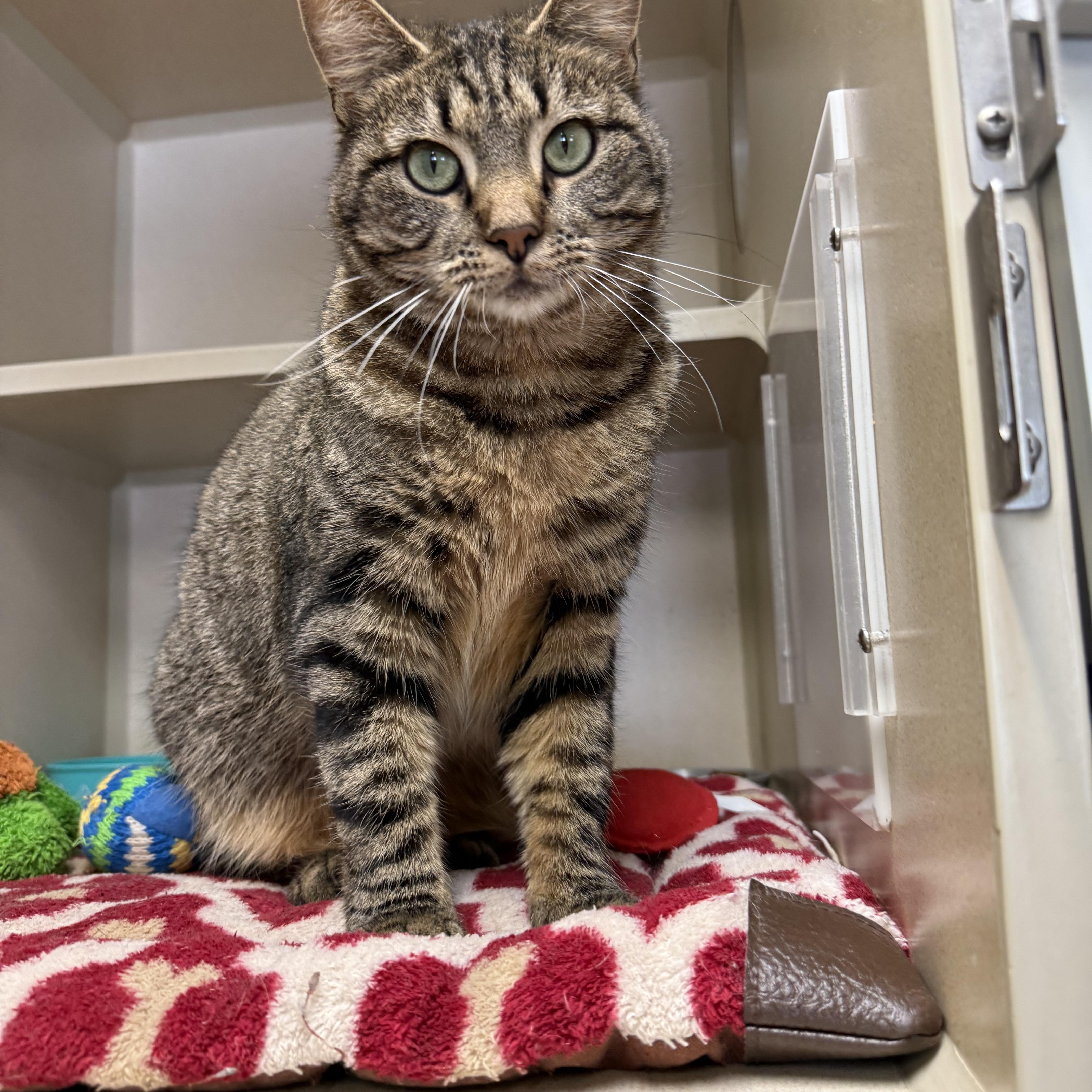 Enlarge Rolly Polly, a Adoptable mixed breed in Thayne, WY image 2/3